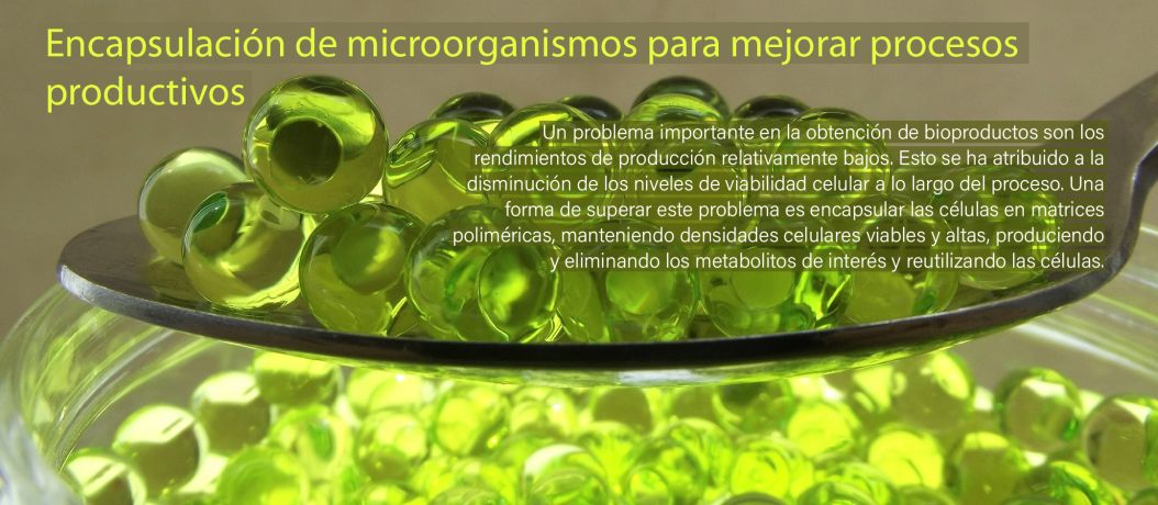 Encapsulación de microorganismos para mejorar procesos productivos