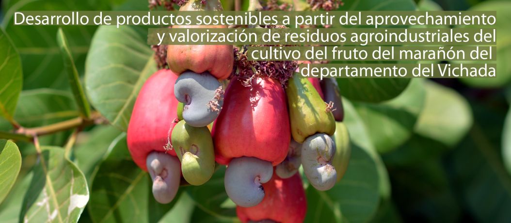 Desarrollo de productos sostenibles a partir del aprovechamiento y valorización de residuos agroindustriales del cultivo del fruto del marañón del departamento del Vichada