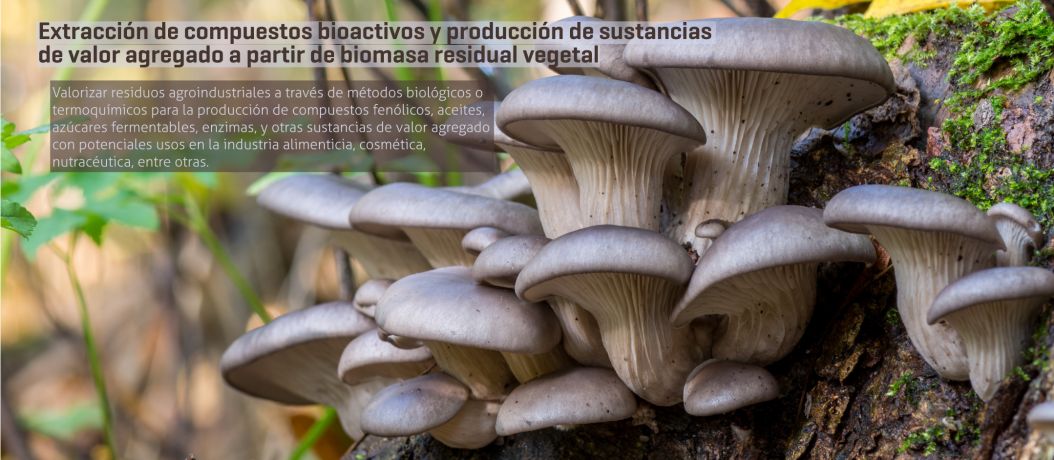 Extracción de compuestos bioactivos y producción de sustancias de valor agregado a partir de biomasa residual vegetal