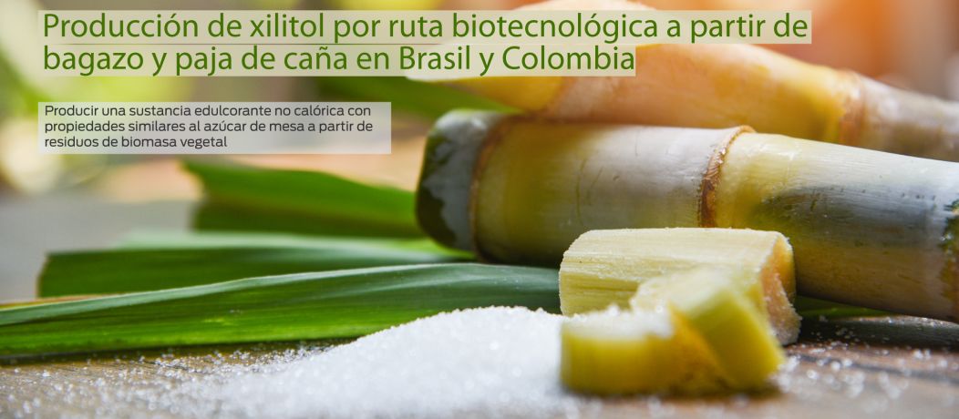 Producción de xilitol por ruta biotecnológica a partir de bagazo y paja de caña en Brasil y Colombia